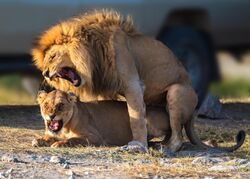 African Lion Mating pair Serengeti NP, Tanzania (48891220877).jpg