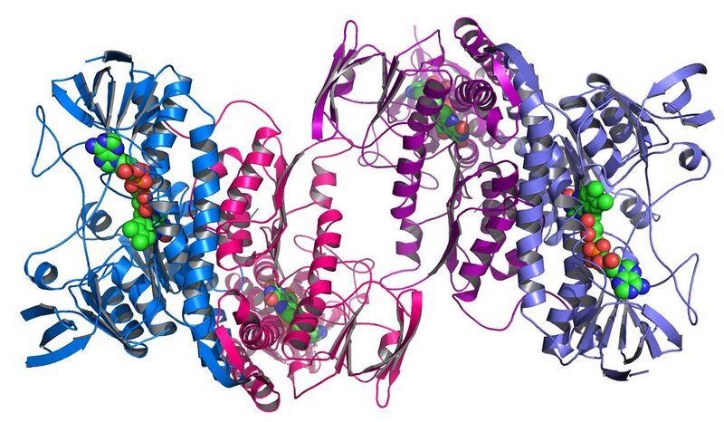 File:Argonne's Midwest Center for Structural Genomics deposits 1,000th protein structure.jpg