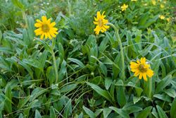 Arnica unalascensis var. tschonoskyi 02.jpg