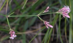 Asperula aristata RF.jpg