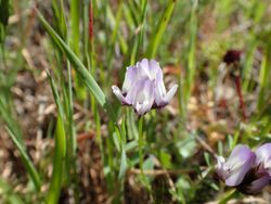 Astragalus breweri.jpg