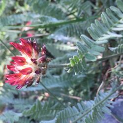 Astragalus cedreti.jpg