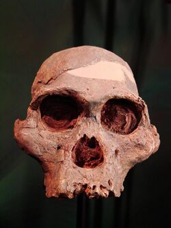 Australopithecus africanus face2 (University of Zurich).JPG