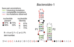 Bacteroides-1-RNA.svg