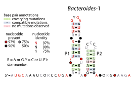 File:Bacteroides-1-RNA.svg