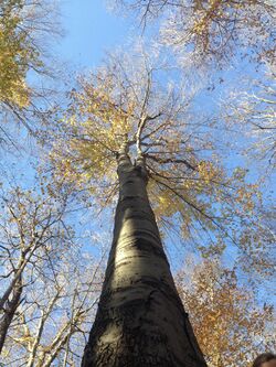 Beech Tree in Warren Woods, MI, USA.jpg