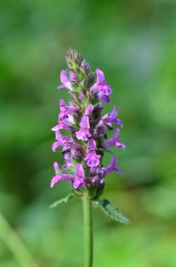 Betonica officinalis (7775493816).jpg