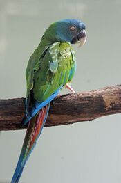 Blue-headed Macaw RWD2.jpg