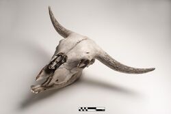 Bovine skull 02-FMVZ USP-20.jpeg