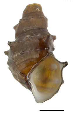 Brotia binodosa shell.png