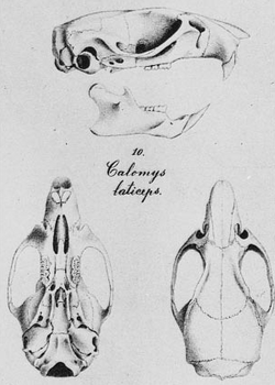 Calomys laticeps Winge.png