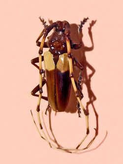 Cerambycidae - Andraegoidus cruentatus.jpg