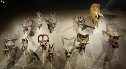 Horned dinosaur skulls mounted on a wall