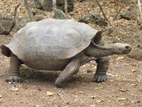 Tortoise of the chathamensis subspecies has a slightly saddle-shaped shell.