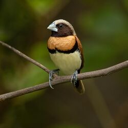 Chestnut-breasted Mannikin 1 - Julatten.jpg