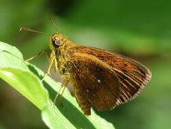 Chestnut Bob Iambrix salsala by kadavoor.JPG