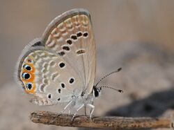 Chilades trochylus - Grass Jewel butterfly 02.jpg