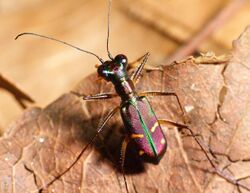 Cicindela venus.jpg