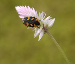 Clinteria klugii - flower beetle (6230378585).jpg