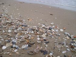 Conchiglie Seashells 01.jpg