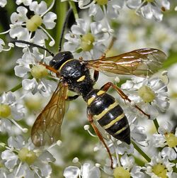 Crabronidae - Argogorytes mystaceus.JPG