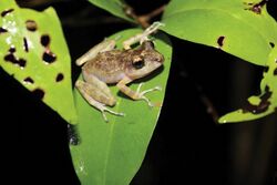 Craugastor yucatanensis (male).jpg