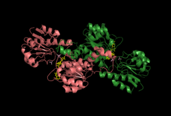 Crystal Structure of Glyoxylate Reductase.png