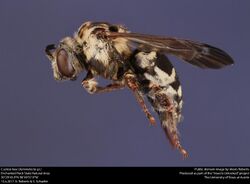 Cuckoo Bee (Xeromelecta sp.) (37542254750).jpg