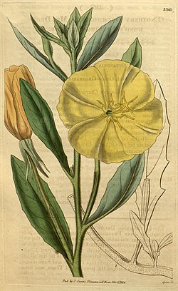 Curtis's botanical magazine (Plate 3361) (8203285318).jpg