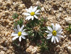 Daisy desertstar (Monoptilon bellidiforme); Cleghorn Wilderness (12525689565).jpg