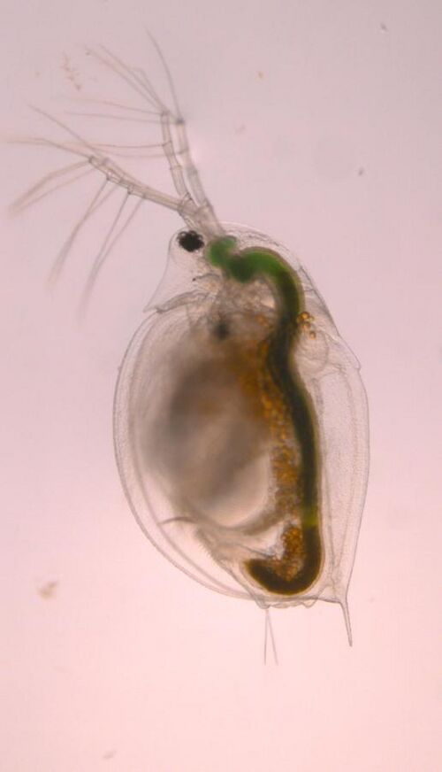 Biology:Daphnia pulicaria - HandWiki