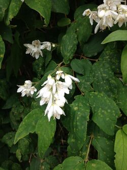 Deutzia crenata.jpg