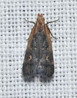 Dichomeris copa - Copa Dichomeris Moth (14836377627).jpg
