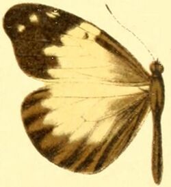 Dismorphia lewyi female.JPG