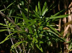 Dracaena mannii00.jpg