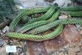 Echinopsis angelesiae - Botanischer Garten, Dresden, Germany - DSC08882.JPG