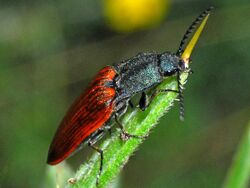 Elateridae - Ctenicera virens-001.JPG