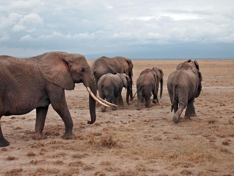 File:Elephants in Kenya.jpg