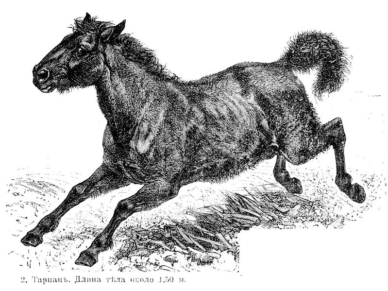 File:Equus ferus ferus.jpg