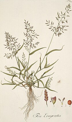 Eragrostis minor illustration (01) (cropped).jpg