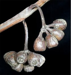 Eucalyptus eremophila fruit.jpg