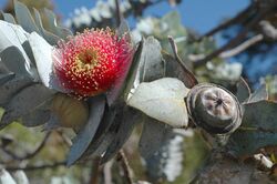 Eucalyptus rhodantha flower.jpg