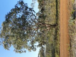 Eucalyptus sheathiana.jpg