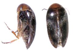 Eucinetus stewarti.jpg