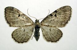 Eupithecia actaeata01.jpg