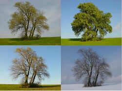 Four Poplars in four seasons.JPG