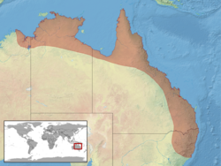 Gehyra australis distribution.png