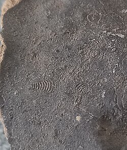 Geinitzina fossils from the Permian.jpg