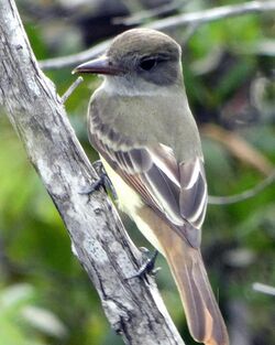 Great Crested Flycatcher Curry Hammock October 2020.jpg