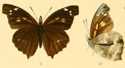 GroseSmithKirby1892 Libythea ancoata.jpg